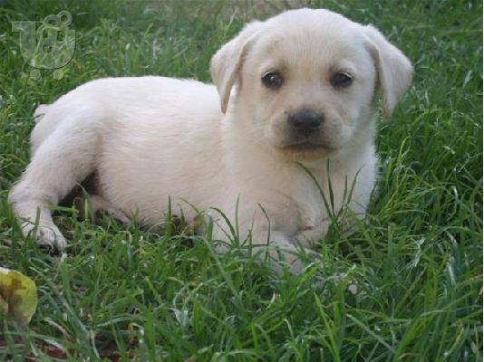 Labrador καθαροαιμα κουταβακια απο γονεις με pedigree ΘΕΣΣΑΛΟΝΙΚΗ 2311288660...